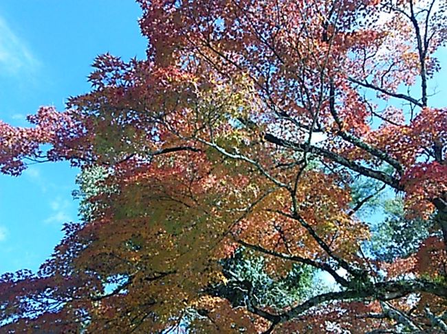 紅葉綺麗です。