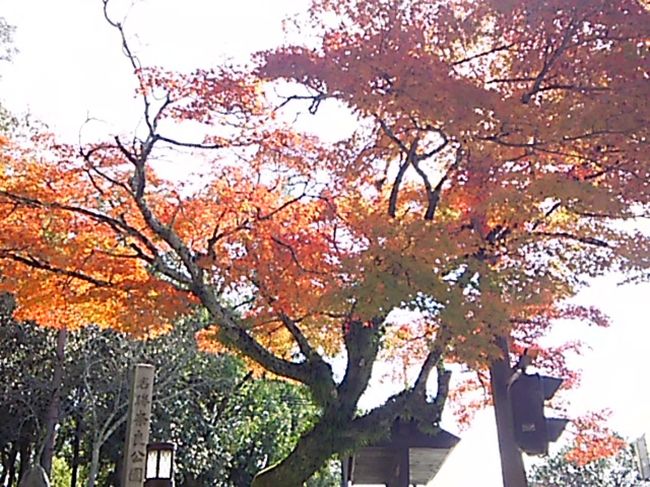 紅葉綺麗です。