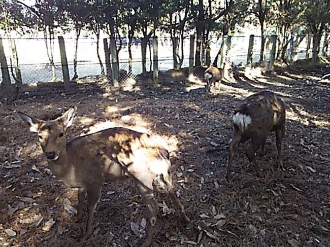 一の鳥居〜春日大社参道