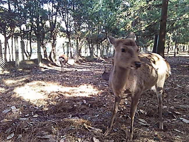 一の鳥居〜春日大社参道