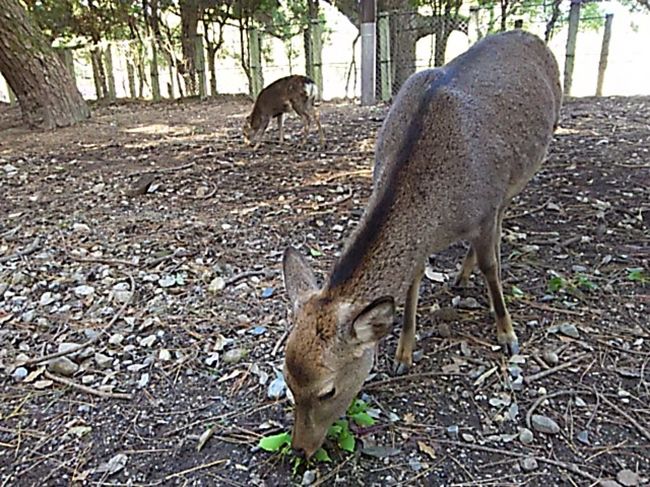 一の鳥居〜春日大社参道
