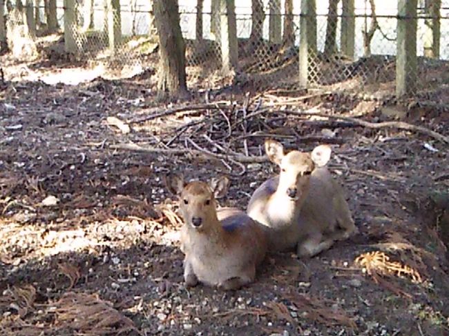 一の鳥居〜春日大社参道