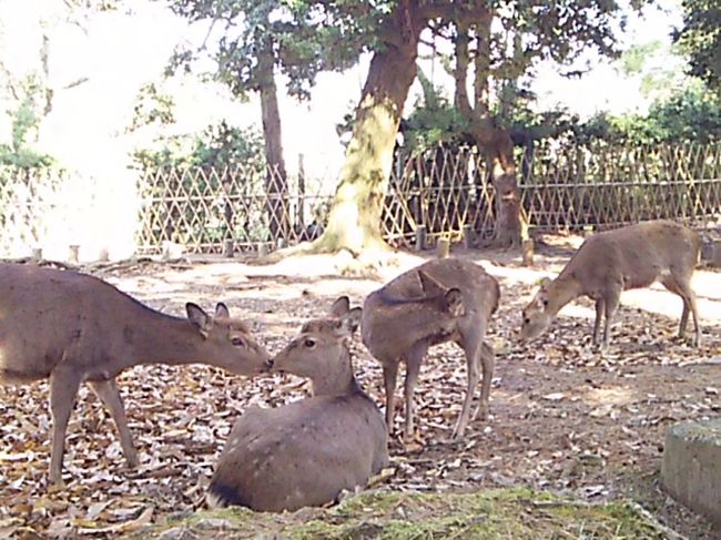 一の鳥居〜春日大社参道