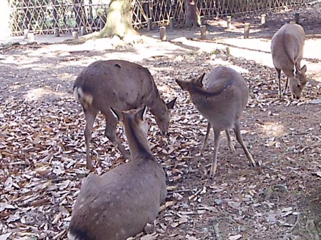 一の鳥居〜春日大社参道