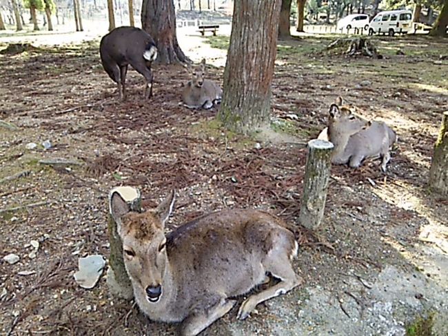 一の鳥居〜春日大社参道