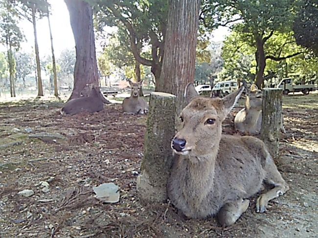 一の鳥居〜春日大社参道