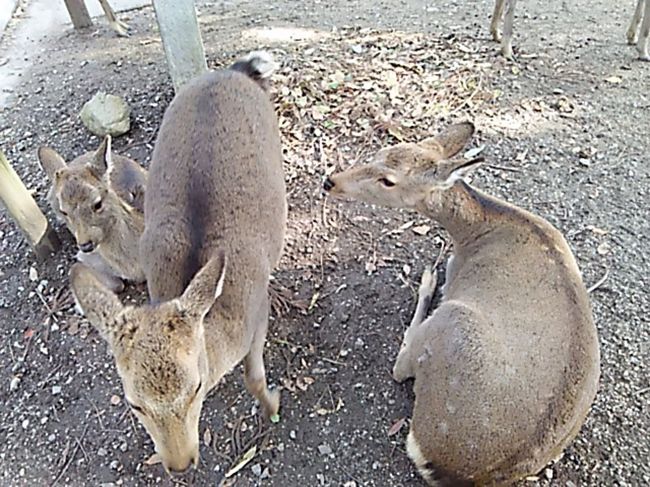 一の鳥居〜春日大社参道