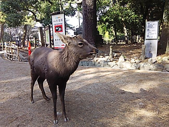 一の鳥居〜春日大社参道