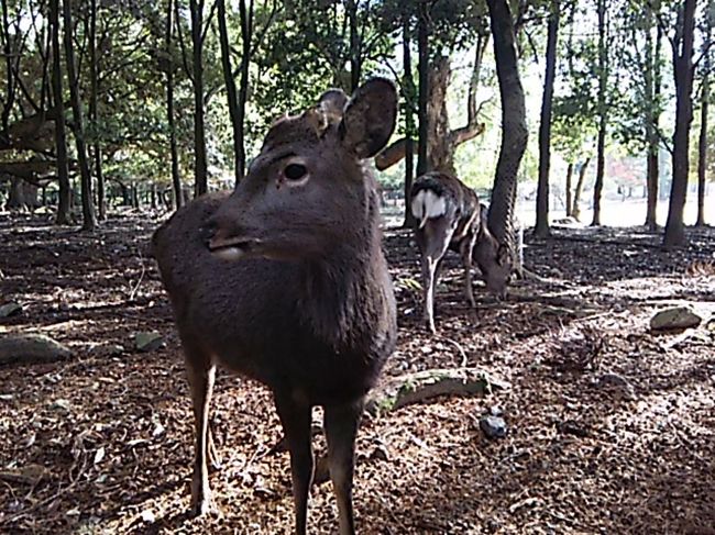 一の鳥居〜春日大社参道