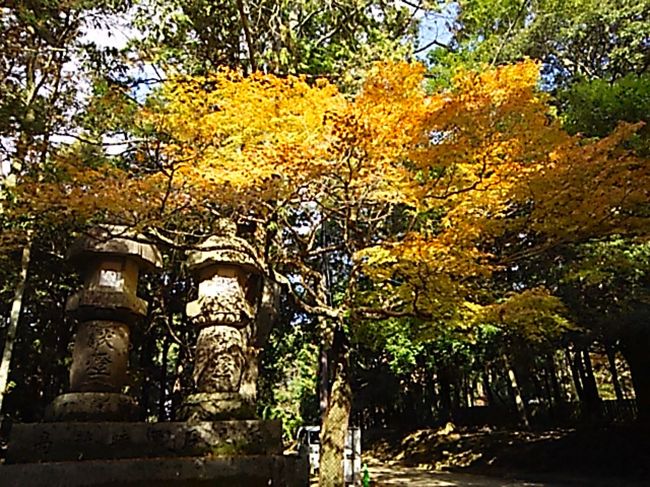 黄色に色づいた紅葉