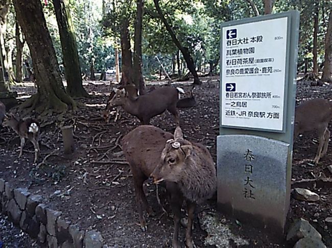 一の鳥居〜春日大社参道