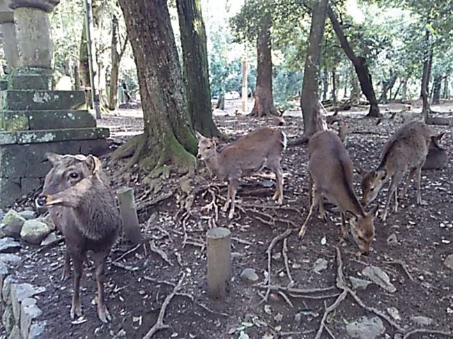 一の鳥居〜春日大社参道