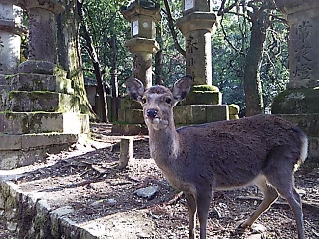 一の鳥居〜春日大社参道