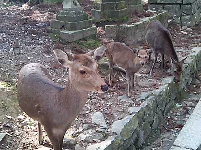 一の鳥居〜春日大社参道
