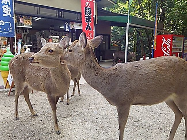 一の鳥居〜春日大社参道