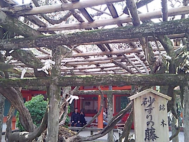 藤棚。<br />藤の花が開花する時期に春日大社に来たことがありますが、<br />すごくきれいでした。