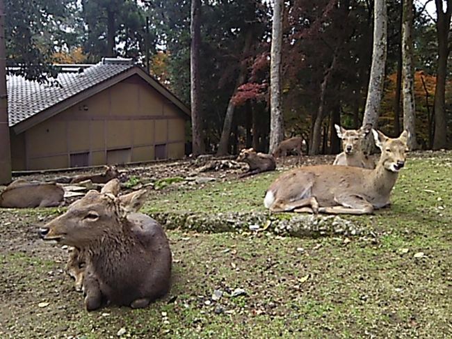 ここにも鹿がのんびりとしていました。