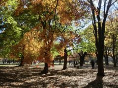 代々木公園内にあるドッグランも秋色に包まれ、ワンちゃん達も嬉しそう。
落ち葉の上をサクサクと音を立てながら、気持ち良さそうに走り回っていました。
※写真では、ワンちゃんが遠くすぎて写ってませんけどね（苦笑）