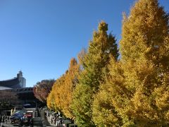 代々木公園の隣にある代々木第一体育館に沿いの通りの街路樹（イチョウ）も、神々しいくらい見事に黄金色に色づいていました。
これまた、青空と映えます☆

