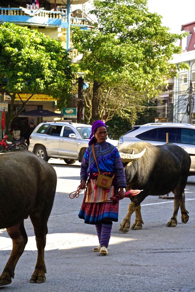 水牛と一緒に<br />これまら村まで歩いて行くのでしょうか