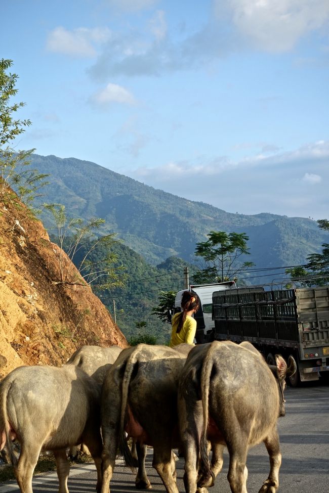 途中／車の中から<br />水牛をあやつる３姉妹が<br />道路を格好良く歩いています