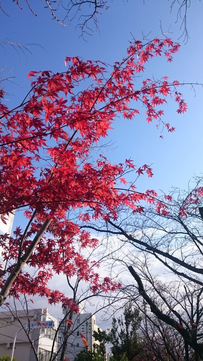 紅葉が最高に綺麗！