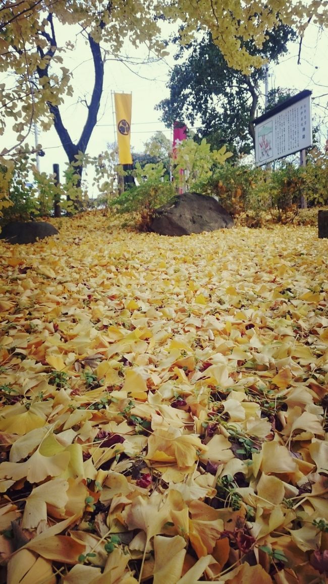 銀杏の絨毯！綺麗でした。