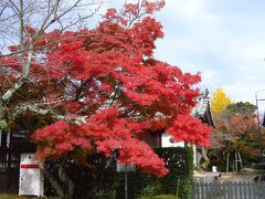 法隆寺の紅葉も随分色づいていました。