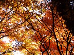 ここからは比叡山の紅葉をお楽しみください。
