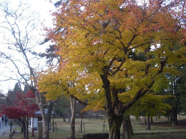 紅葉が綺麗です。