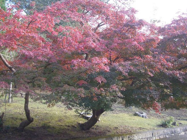 紅葉が綺麗です。