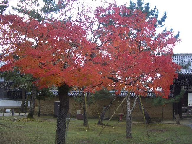 紅葉が綺麗です。