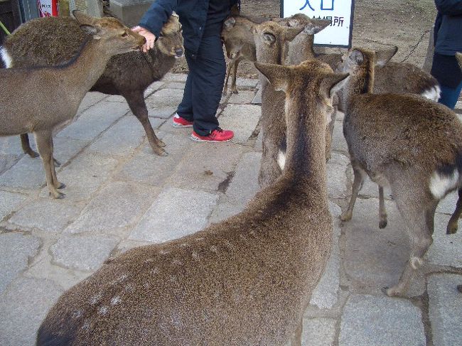 鹿せんべいをあげる人に鹿が群がっています。