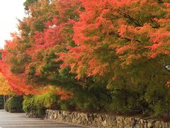 8：00　龍安寺（りょうあんじ）

待ちに待った京都の紅葉めぐり。


拝観料　大人/500円
駐車場　80台/無料