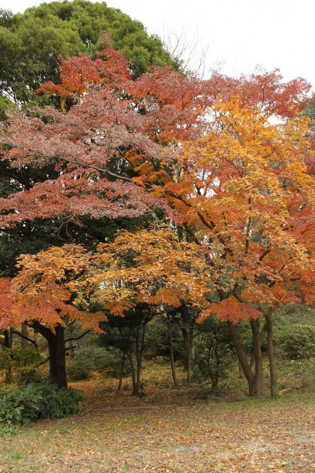 横浜 三ツ池公園の紅葉 鶴見 神奈川県 の旅行記 ブログ By Umechan2さん フォートラベル