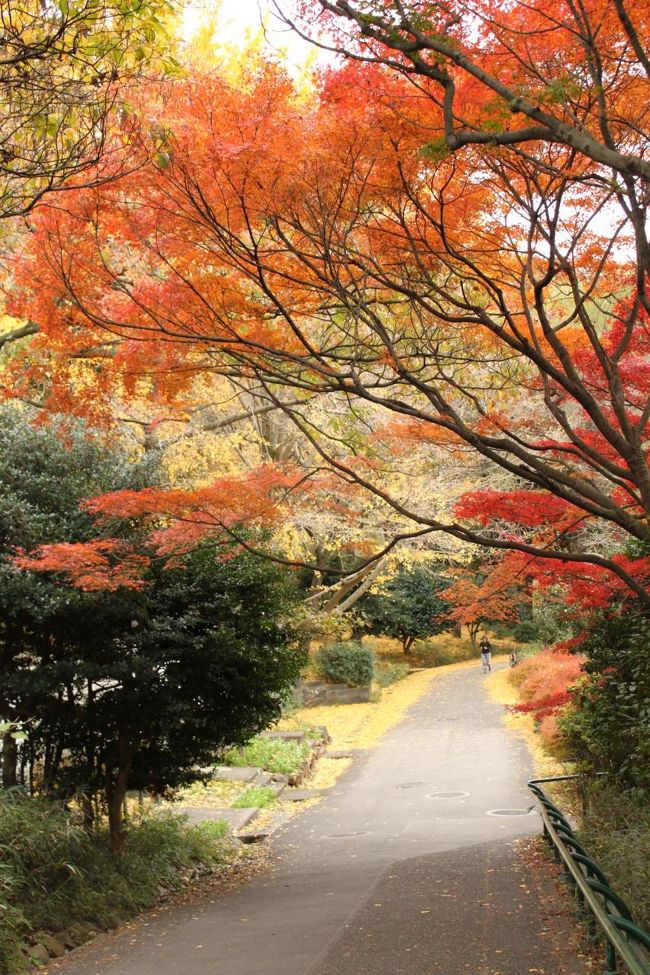 横浜 三ツ池公園の紅葉 鶴見 神奈川県 の旅行記 ブログ By Umechan2さん フォートラベル