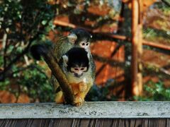 こども動物園内のリスザル