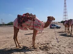 母、叔母カタール二日目は朝から飛ばして砂漠ツアーです。