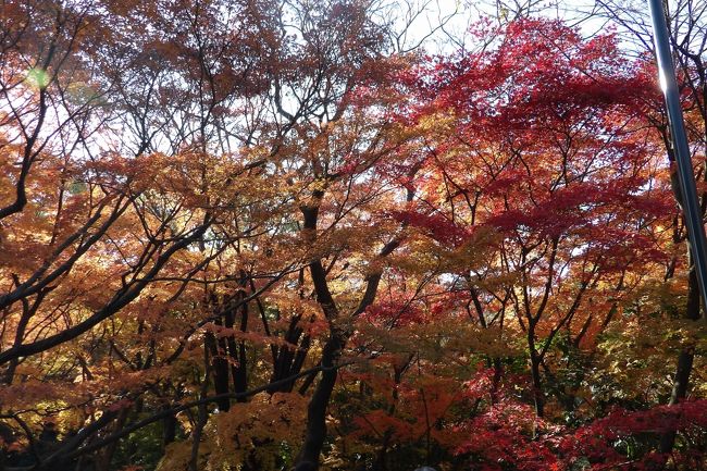 北の丸公園の紅葉 東京の旅行記 ブログ By ドクターキムルさん フォートラベル