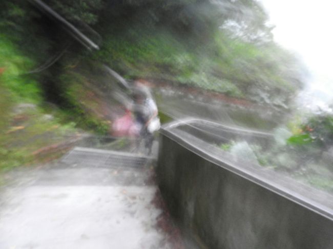 誰も通らない小路を歩いていると、タヌキが出てきてビックリした瞬間!!