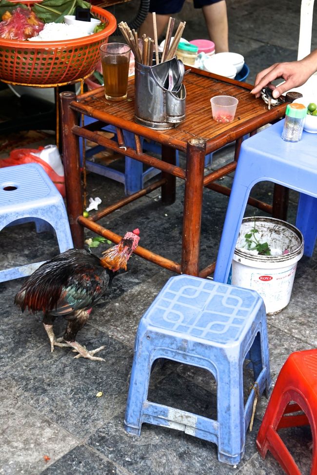 ニワトリも<br />食事の残骸を食べるから<br />餌がいらないかも