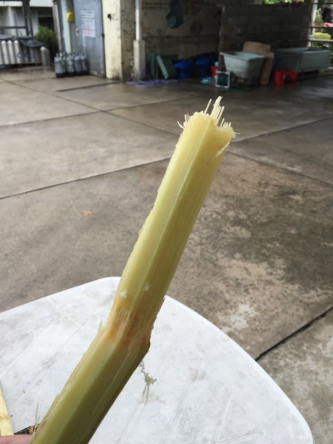 皮をむいてもらって<br />かじってみました。<br />ほんのり甘くておいしい〜