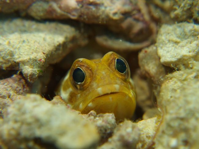 こんにちわ〜今年もよろしく〜