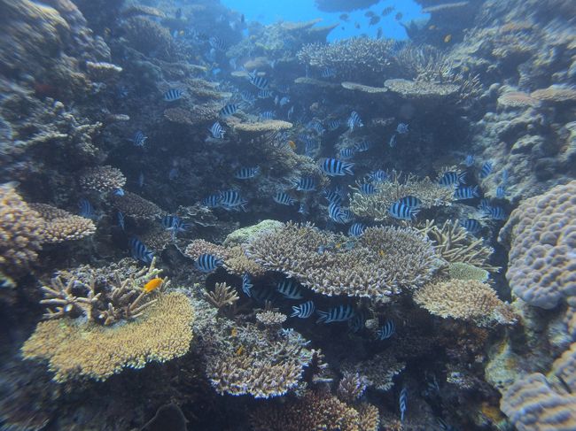 やっぱり石垣の海は癒されるな〜