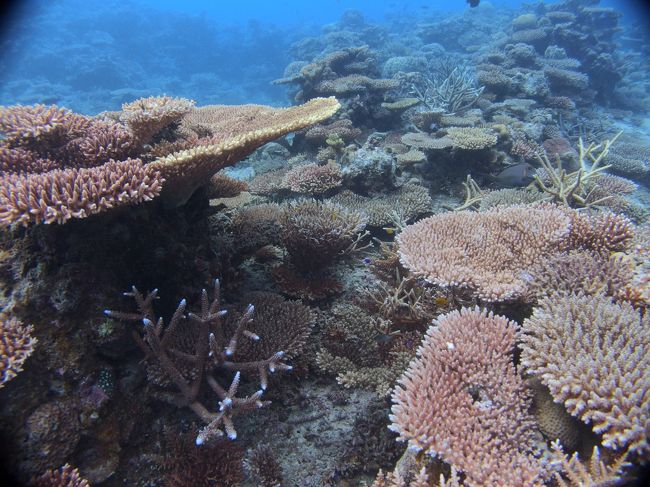 サンゴもきれい
