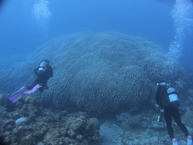 この日は最近発見されたという<br />国内最大といわれるサンゴを観に行きました