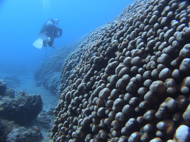 これが一つのサンゴなんです<br />人と比べるとすごいでしょ？