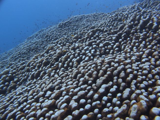 コモンシコロサンゴといいます