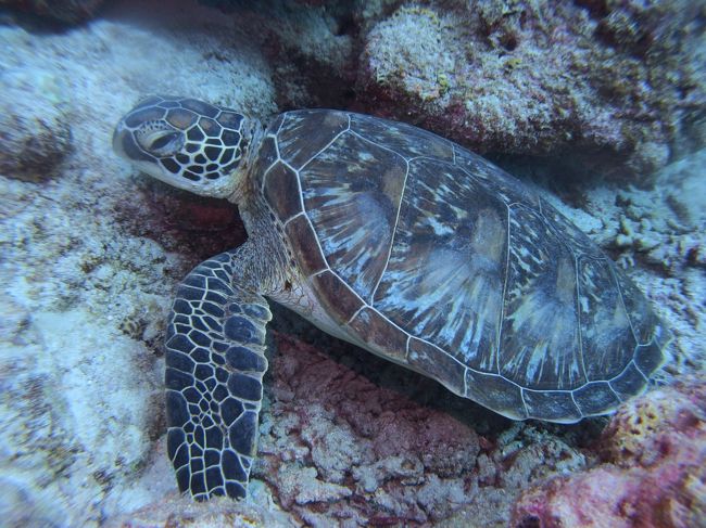 ウミガメ君とも遊びました