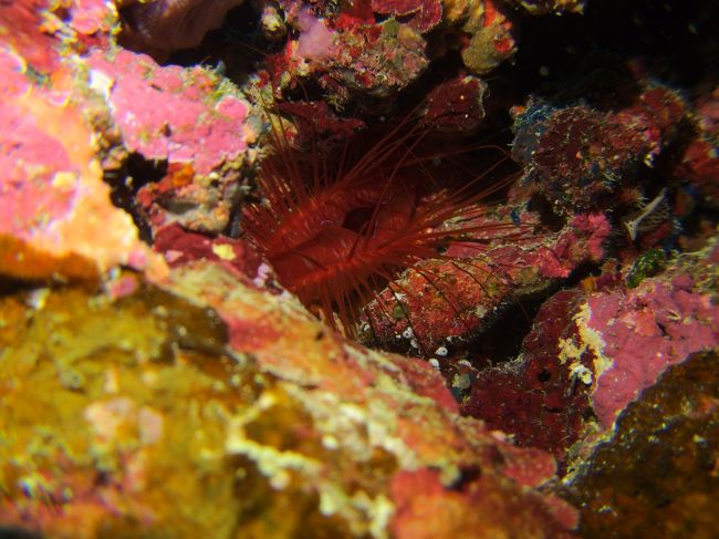 写真ではわかりずらいですが<br />光ってます。